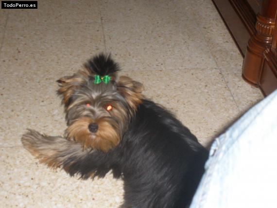 La foto del perro