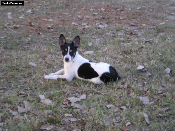 La foto del perro Rosita Foto del perro Rosita