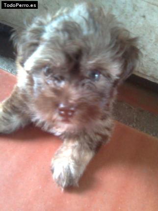 Foto del perro Peluche