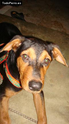 La foto del perro Rex Foto del perro Rex