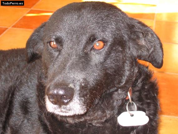 La foto del perro Roki Foto del perro Roki