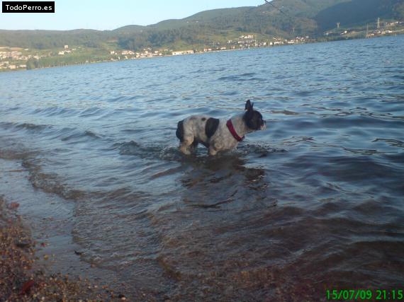 La foto del perro