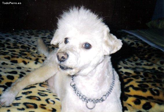 La foto del perro Chuli Foto del perro Chuli