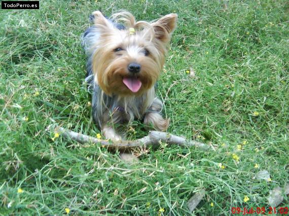 La foto del perro