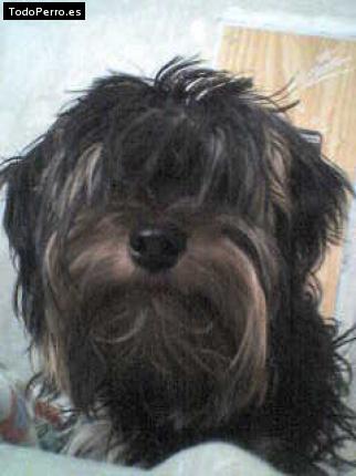 La foto del perro Roy Foto del perro Roy