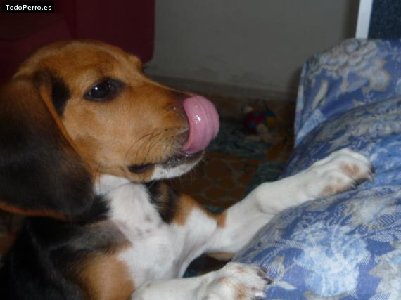 La foto del perro