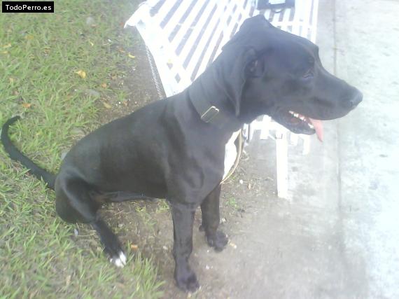 Foto del perro Cuba