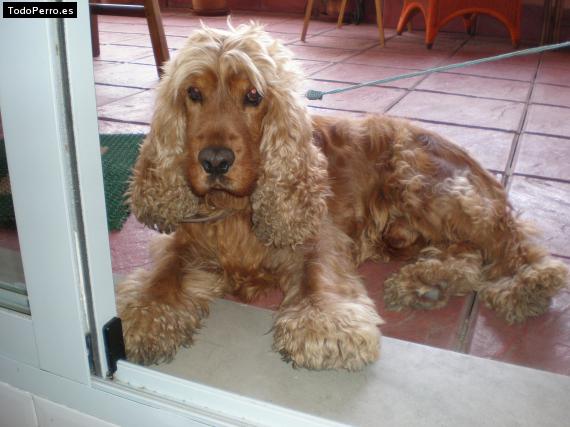 La foto del perro Wisky Foto del perro Wisky