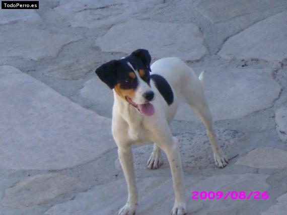 Foto del perro Homer