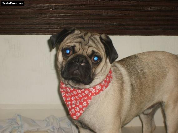 Foto del perro Ozzy
