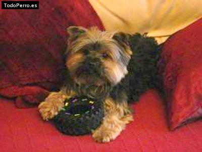 La foto del perro Guismo Foto del perro Guismo