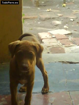 La foto del perro Rex Foto del perro Rex