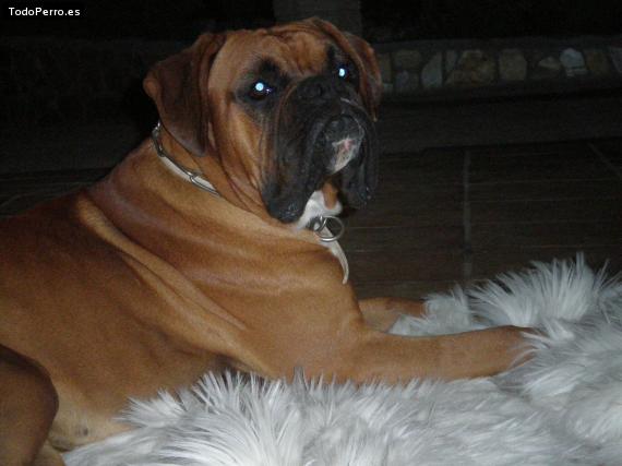 Foto del perro Rock