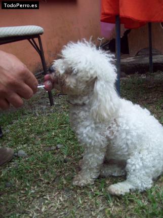 La foto del perro Pricesa Foto del perro Pricesa