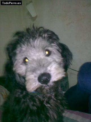 La foto del perro Ruli Foto del perro Ruli