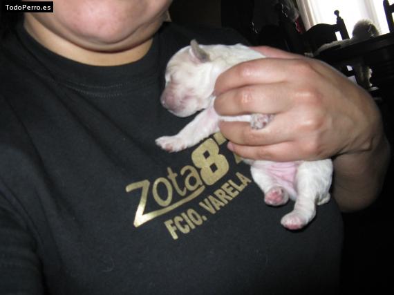 La foto del perro Reinamora Foto del perro Reinamora