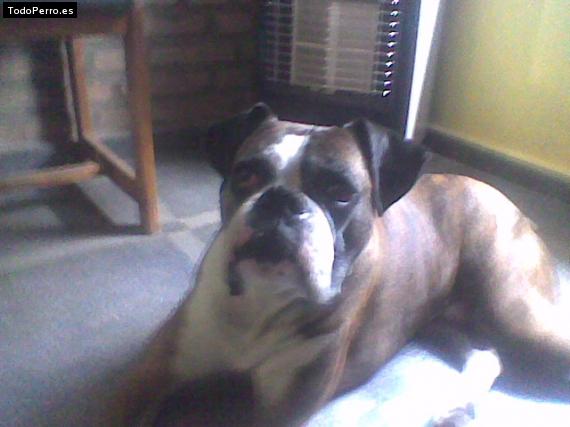 Foto del perro Romeo