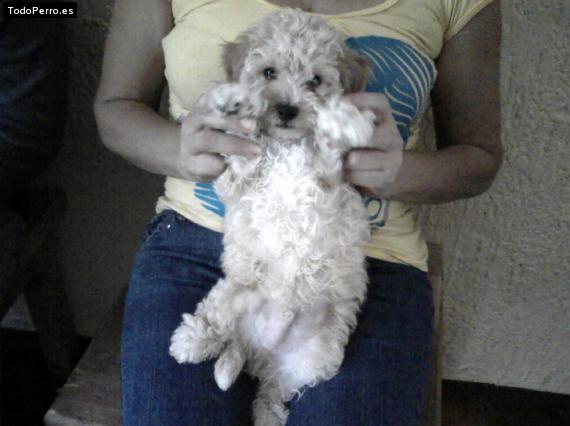 Foto del perro Esparky