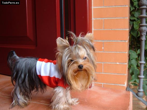 La foto del perro