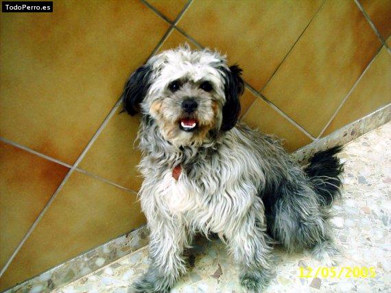 Foto del perro Niko