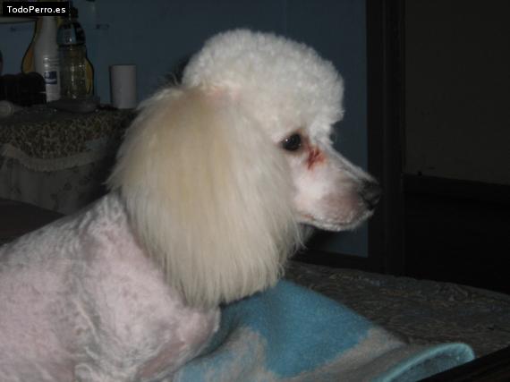 Foto del perro Toby