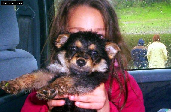 Foto del perro Scuby