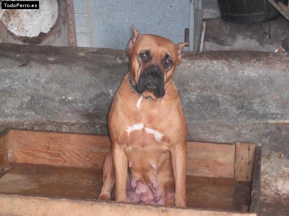Foto del perro Noa