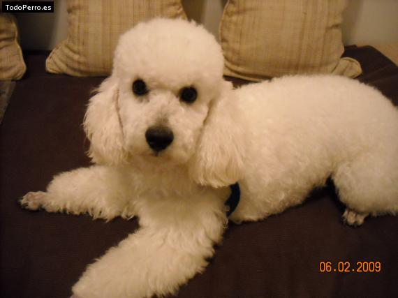 Foto del perro Cleto
