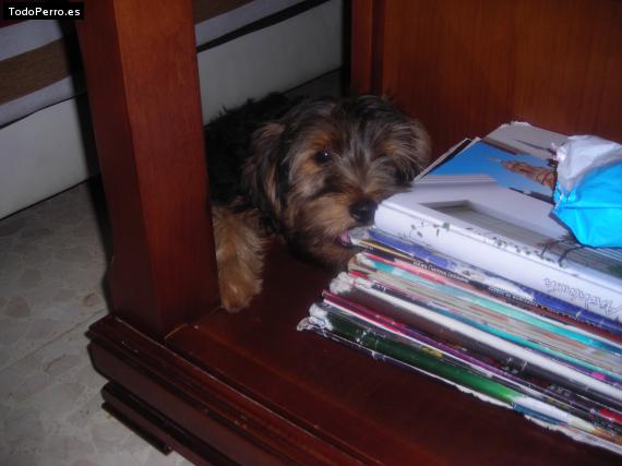 La foto del perro