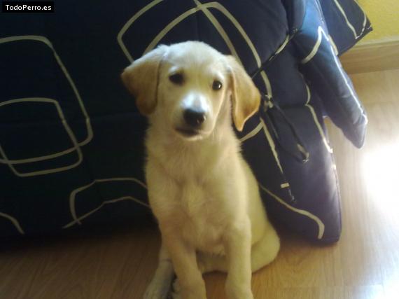 La foto del perro Rama Foto del perro Rama