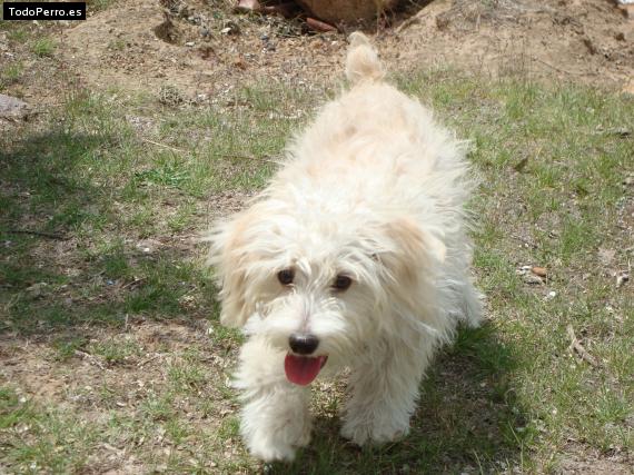 Foto del perro Tabata