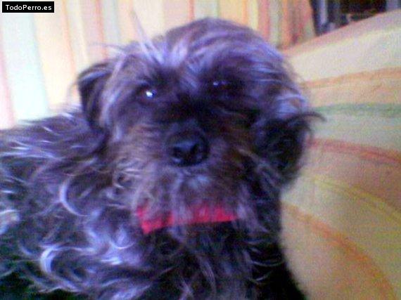 Foto del perro Shitu