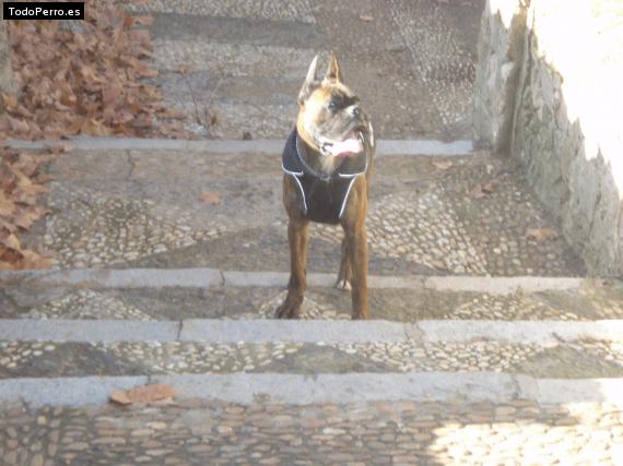 Foto del perro Rosky