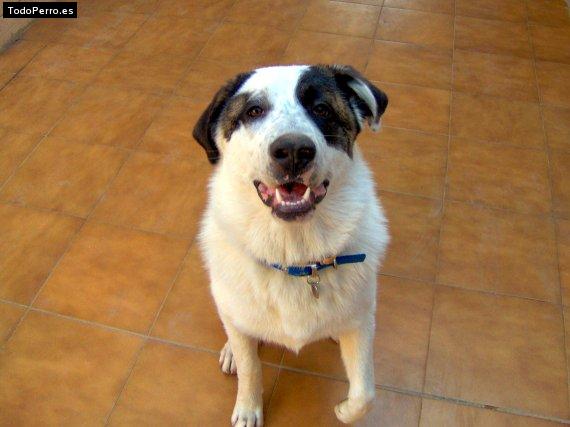 La foto del perro Gufy Foto del perro Gufy