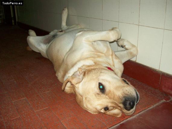 La foto del perro