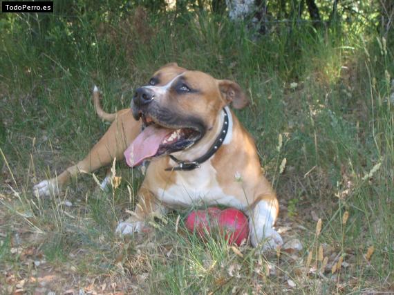 Foto del perro Tayson