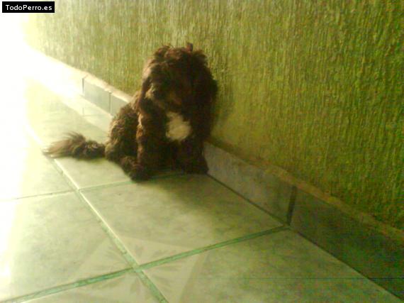 La foto del perro Rigo Foto del perro Rigo