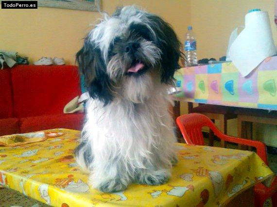 Foto del perro Niki