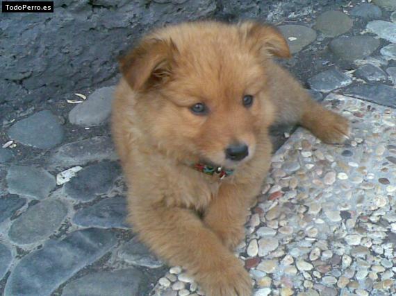 La foto del perro Rochy Foto del perro Rochy