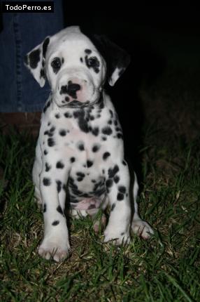 Foto del perro Cookie