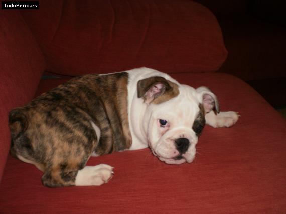 Foto del perro Bruce
