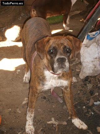 Foto del perro Rayza