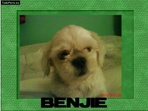 Foto del perro Benjie