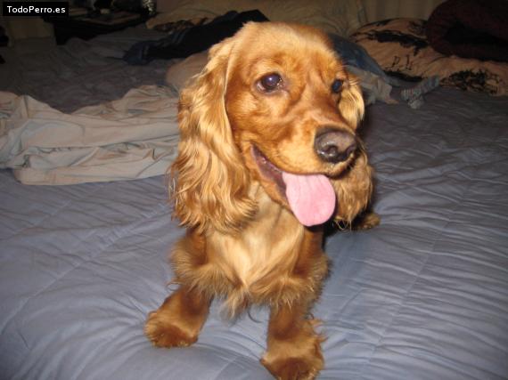 La foto del perro Paris Foto del perro Paris