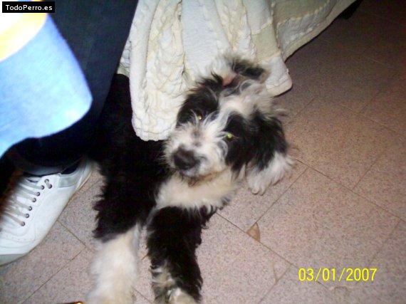 La foto del perro Rokko Foto del perro Rokko