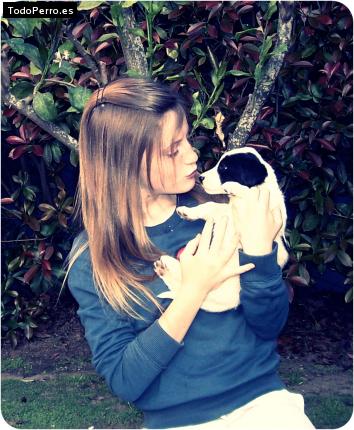 La foto del perro Reina Foto del perro Reina