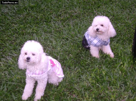 La foto del perro Princesa Foto del perro Princesa