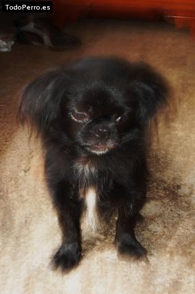 Foto del perro Huequis