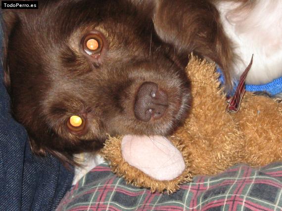 Foto del perro Happy