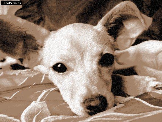 Foto del perro Ivanna